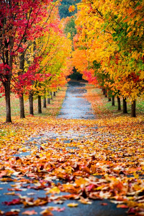 Autumn leaves Autumn leaves